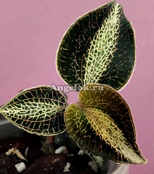 фото Анектохилус Роксбурга (Anoectochilus roxburghii) от магазина магазина орхидей Ангелок