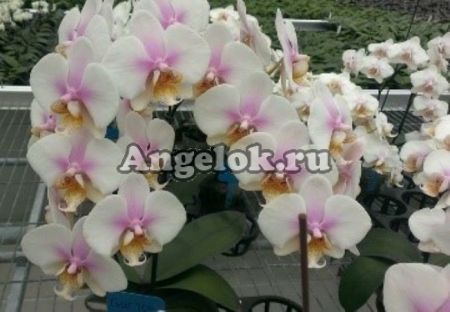 фото Фаленопсис (Phalaenopsis schilleriana x stuartiana) Тайвань от магазина магазина орхидей Ангелок