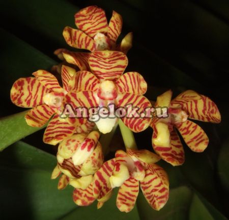 фото Акампе жесткая (Acampe Rigida) Тайвань от магазина магазина орхидей Ангелок