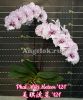 фото Фаленопсис Биг Лип (Phalaenopsis Miki Meteor '121') Тайвань от магазина магазина орхидей Ангелок