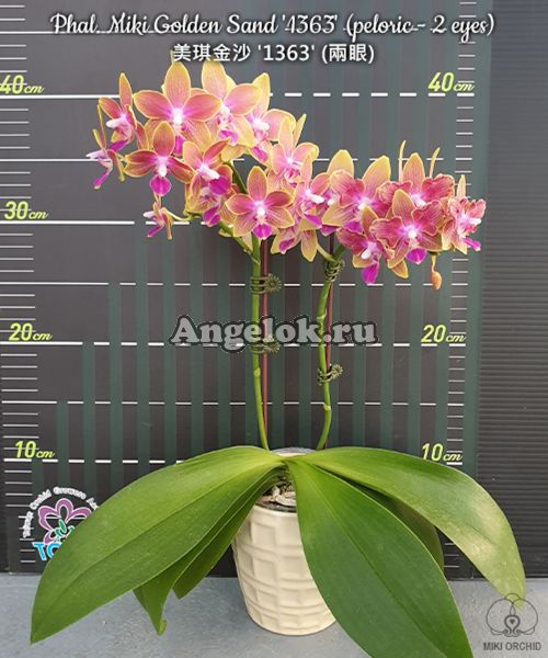 фото Фаленопсис бабочка (Phalaenopsis Miki Golden Sand '1363' (peloric - 2 eyes)) от магазина магазина орхидей Ангелок