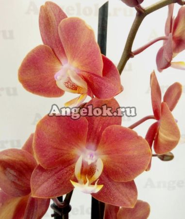 фото Фаленопсис Горизонт (Phalaenopsis Horizion) от магазина магазина орхидей Ангелок