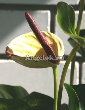 фото Антуриум Андрэ (Anthurium Andreanum) желтый от магазина магазина орхидей Ангелок
