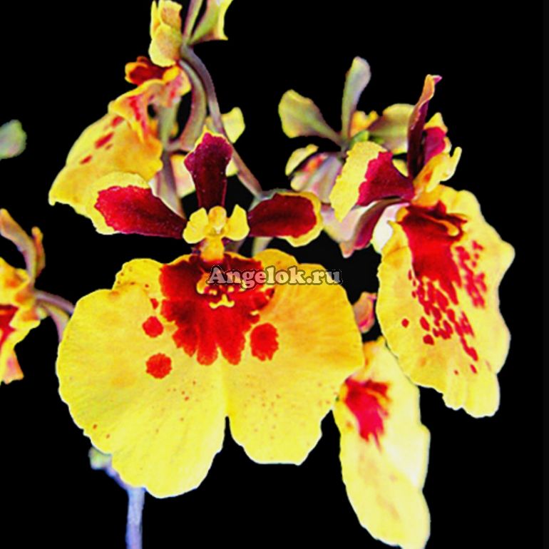 Толумния (Tolumnia Jairak Flyer Golden Fan) Каталог орхидей - фаленопсисов, каттлей, ванд, дендробиумов со всего мира от интернет магазина Ангелок