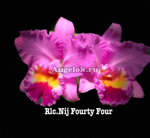 фото Каттлея (Rlc.Nij Fourty Four) от магазина магазина орхидей Ангелок