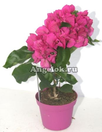 фото Бугенвиллия (Bougainvillea Vera Deep Purple) от магазина магазина орхидей Ангелок