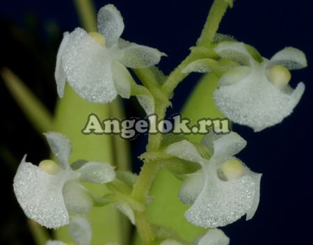фото Орнитоцефалус (Ornithocephalus gladiatus) от магазина магазина орхидей Ангелок