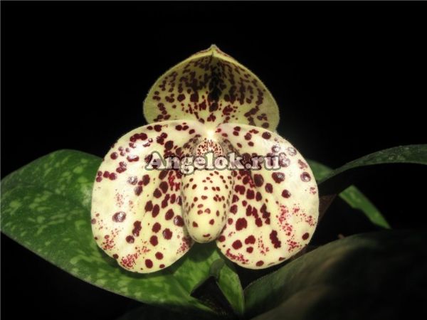фото Пафиопедилюм хорошенький (Paphiopedilum bellatulum) от магазина магазина орхидей Ангелок