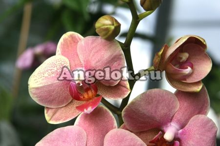 фото Фаленопсис (Phalaenopsis ) ph-87 от магазина магазина орхидей Ангелок