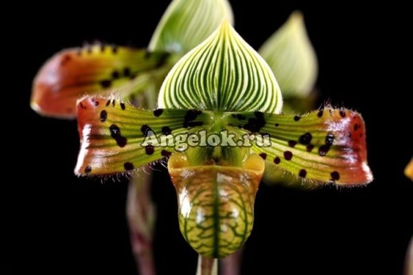 фото Пафиопедилум красивый (Paph.venustum × sib) от магазина магазина орхидей Ангелок