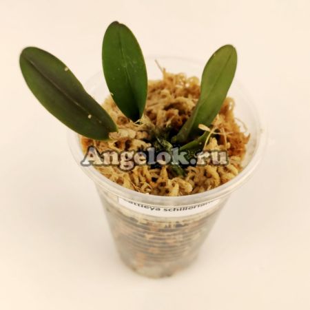 фото Каттлея Шиллера (Cattleya schilleriana) детка от магазина магазина орхидей Ангелок