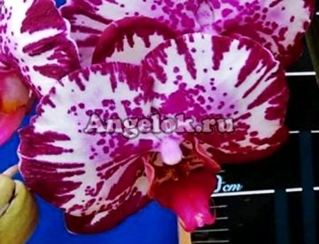 фото Фаленопсис (Phalaenopsis Lianher Focus) Тайвань от магазина магазина орхидей Ангелок