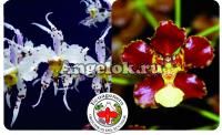 фото Одонтоглоссум гибрид (Odontoglossum cirrhosum x Otoglossum coronarium) от магазина магазина орхидей Ангелок