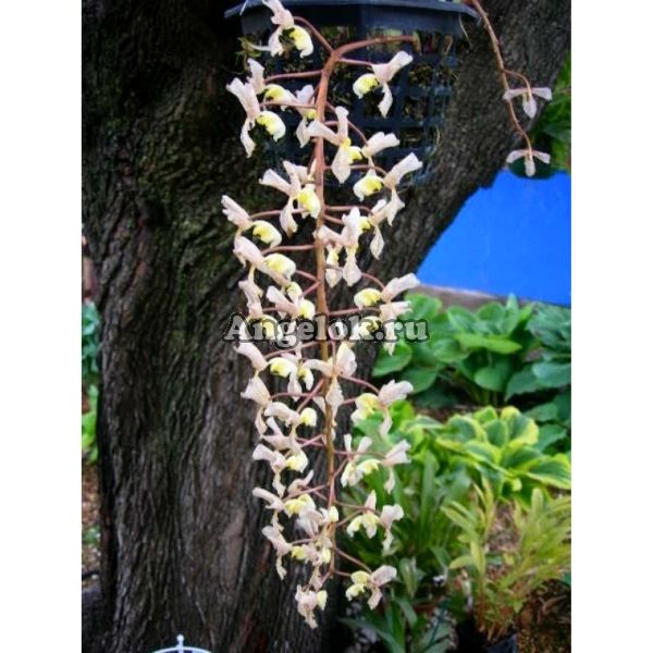 фото Гонгора (Gongora truncata) от магазина магазина орхидей Ангелок