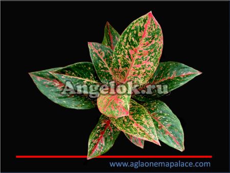 фото Аглаонема (Aglaonema Happyness) от магазина магазина орхидей Ангелок