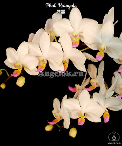 фото Фаленопсис детка (Phalaenopsis Hatuyuki) Тайвань от магазина магазина орхидей Ангелок