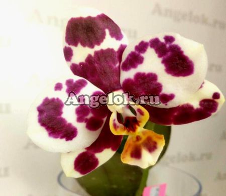фото Фаленопсис (Phalaenopsis Golden Peoker 'ES' ) Тайвань от магазина магазина орхидей Ангелок
