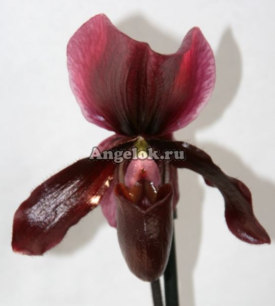 фото Пафиопедилум Черный Джек (Paphiopedilum Blaсk Jack) от магазина магазина орхидей Ангелок
