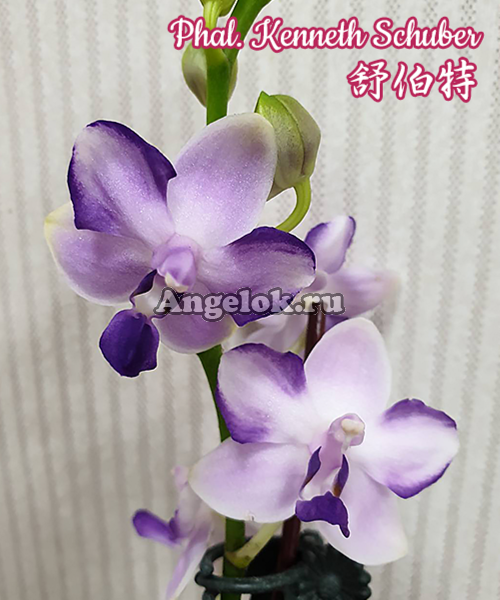 фото Фаленопсис Шуберт (Phalaenopsis Kenneth Schubert) Тайвань от магазина магазина орхидей Ангелок