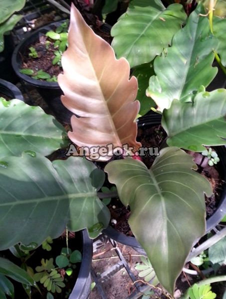 фото Филодендрон (Philodendron Pin Nak) от магазина магазина орхидей Ангелок