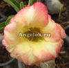 фото Адениум (Adenium obesum Ban Buri) от магазина магазина орхидей Ангелок