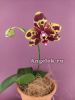 Фаленопсис (Phalaenopsis GW Green World 'Snakeskin')