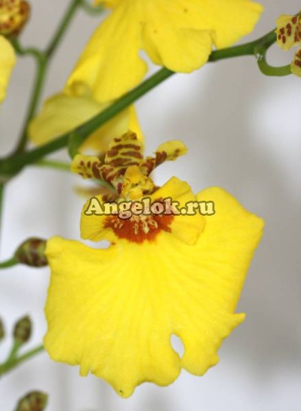 фото Онцидиум (Oncidium Sweet Sugar) от магазина магазина орхидей Ангелок