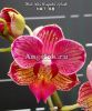 фото Фаленопсис детка (Phalaenopsis Miki Wagashi 'Splash') Тайвань от магазина магазина орхидей Ангелок
