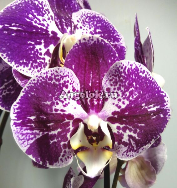 фото Фаленопсис (Phalaenopsis ) ph-92 от магазина магазина орхидей Ангелок