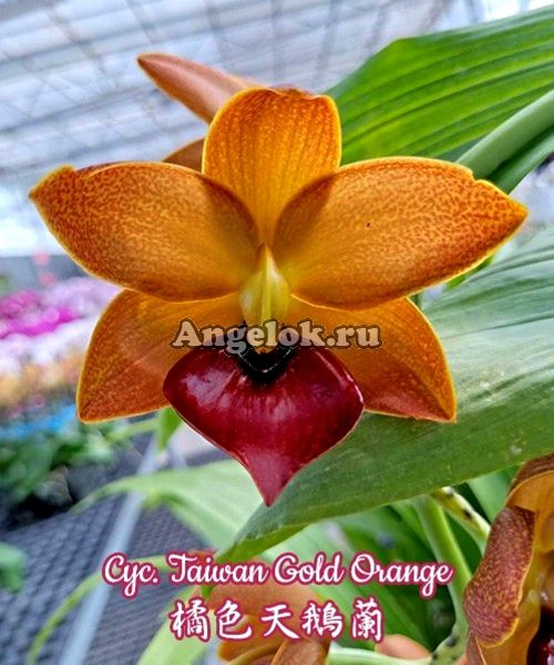 фото Цикнодес (Cyc.Taiwan Gold Orange) от магазина магазина орхидей Ангелок