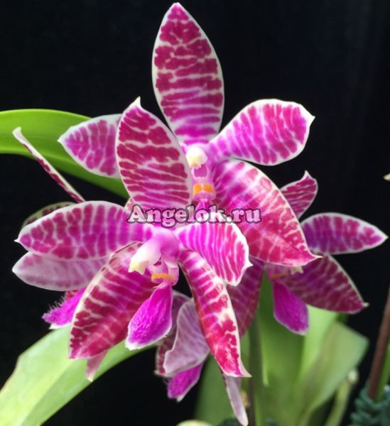 фото Фаленопсис Люддемана (Phalaenopsis lueddemanniana x sib) Тайвань от магазина магазина орхидей Ангелок