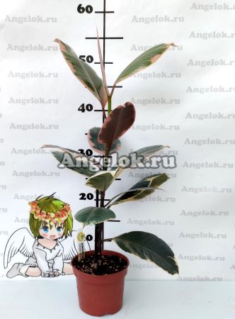 Фикус Эластика вариегатный (Ficus elastica Belize)