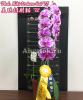 фото Фаленопсис (Phalaenopsis Miki Fortune Cat '72') Тайвань от магазина магазина орхидей Ангелок