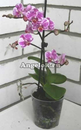 Фаленопсис (Phalaenopsis multiflora) ph-35_2