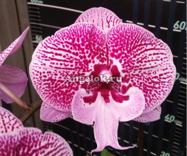 фото Фаленопсис Биг Лип (Dtps.Miki Dancer'62') Тайвань от магазина магазина орхидей Ангелок
