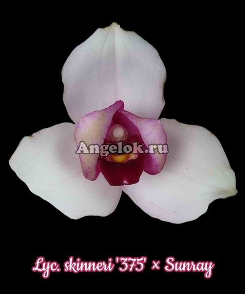 фото Ликаста (Lyc. skinneri '375' × Sunray) Тайвань от магазина магазина орхидей Ангелок