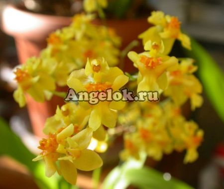 фото Онцидиум (Oncidium Twinkle 'Yellow') детка от магазина магазина орхидей Ангелок