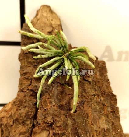фото Хилошиста (Chiloschista viridiflava) Тайвань от магазина магазина орхидей Ангелок