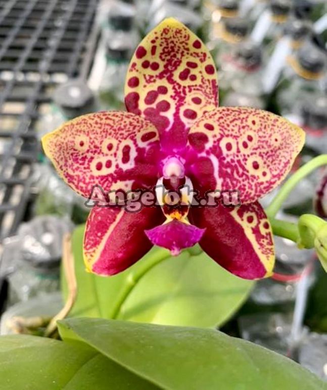 Фаленопсис (Phalaenopsis Yaphon Black Rose ‘BKM-13’) Тайвань