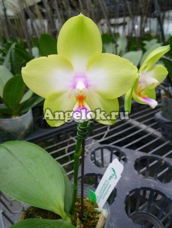 фото Фаленопсис (Phalaenopsis Violgoid Green) от магазина магазина орхидей Ангелок