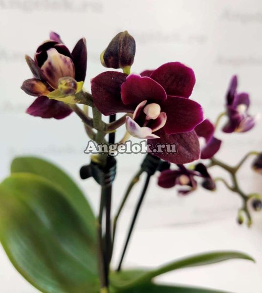 фото Фаленопсис Черная Сажа (Phalaenopsis Black Soot) от магазина магазина орхидей Ангелок