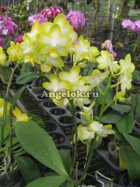 фото Фаленопсис (Phalaenopsis Yuan Shan Sweet Girl) Тайвань от магазина магазина орхидей Ангелок