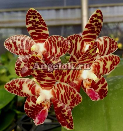 фото Фаленопсис Девид Лим (Phalaenopsis David Lim) Тайвань от магазина магазина орхидей Ангелок