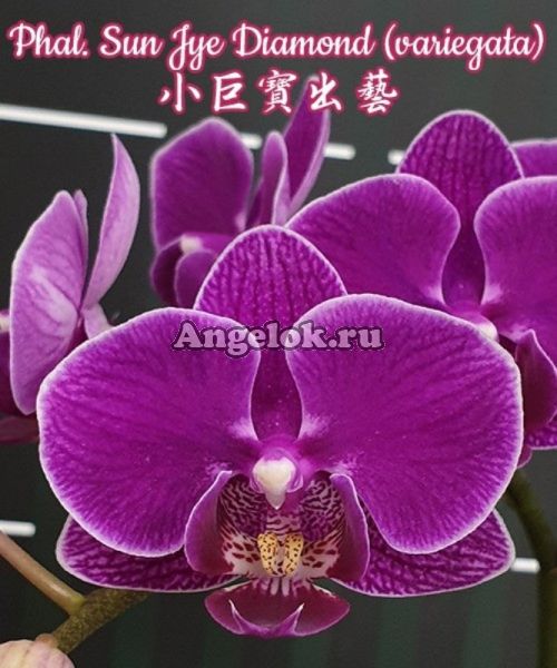 фото Фаленопсис (Phalaenopsis Sun Jye Diamond variegata) Тайвань от магазина магазина орхидей Ангелок