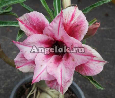 фото Адениум (Adenium obesum Violet smell) от магазина магазина орхидей Ангелок