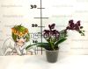 Фаленопсис Черная Сажа (Phalaenopsis Black Soot)
