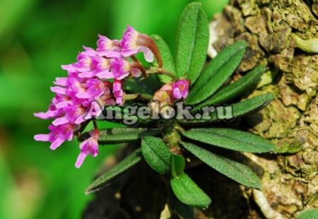 фото Шенорхис душистый (Schoenorchis fragrans) от магазина магазина орхидей Ангелок