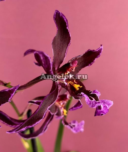 фото Камбрия (Colmanara Dark Princess) от магазина магазина орхидей Ангелок