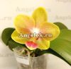 фото Фаленопсис (Dtps.Miki Golden Sean Baby) Тайвань от магазина магазина орхидей Ангелок