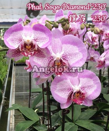 фото Фаленопсис (Phalaenopsis Sogo Diamond '230') Тайвань от магазина магазина орхидей Ангелок